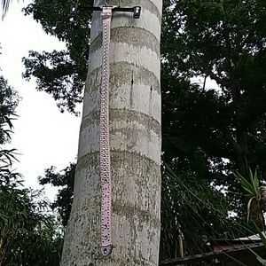 Lake Shore Drive Western Leather Belt Sz M